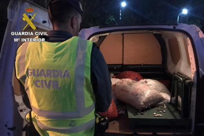 Castañas que ha recuperado la Guardia Civil en El Bierzo.-GUARDIA CIVIL