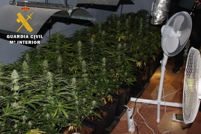 Plantas de marihuana en un laboratorio 'indoor'-EUROPA PRESS