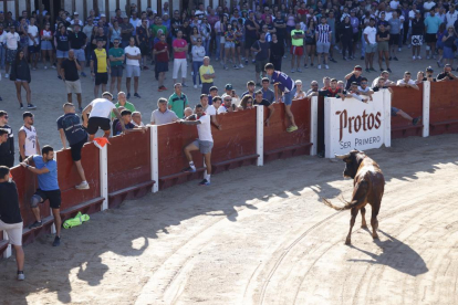 Segundo encierro de las fiestas de Peñafiel 2023 .-PHOTOGENIC