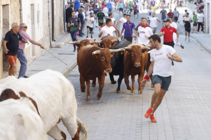 Segundo encierro de las fiestas de Peñafiel 2023 .-PHOTOGENIC