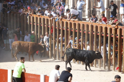 Segundo encierro de las fiestas de Peñafiel 2023 .-PHOTOGENIC