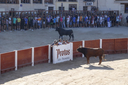 Segundo encierro de las fiestas de Peñafiel 2023 .-PHOTOGENIC