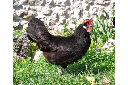 Un ejemplar de gallina castellana negra hembra, con su cresta hacia un lado.-R. G. GANECA