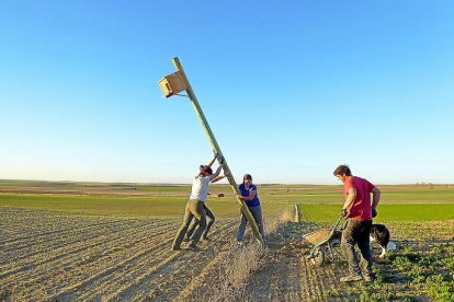 Un grupo de trabajo instala una caja nido en una tierra de cultivo de Cuenca de Campos el pasado año.-GREFA