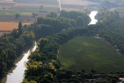 Viñedos y río Duero en la Ribera del Duero cerca de Pesquera de Duero (Valladolid).-EDUARDO MARGARETO/ ICAL