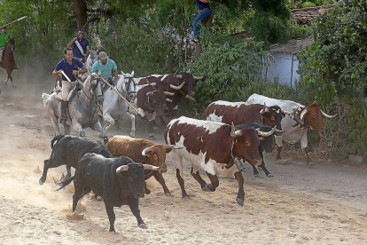 Toros y cabestros llegan a Medina del Campo desde el encierro por el campo.-J. M. LOSTAU