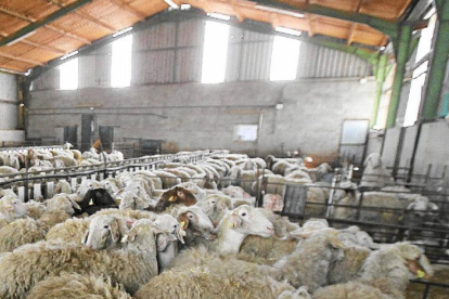 Una explotación ganadera de ovino en Fuente El Olmo (Valladolid)-J.M.Lostau