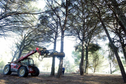 Una máquina remueve el árbol para recoger las piñas en una cosecha pasada en Pedrajas de San Esteban.-ICAL