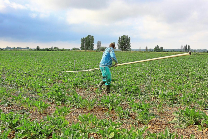 Un agricultor coloca los tubos de riego en un campo de remolacha de Villoldo (Palencia).-BRÁGIMO