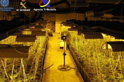 Cultivo de plantas de marihuana,-GUARDIA CIVIL / EUROPA PRESS