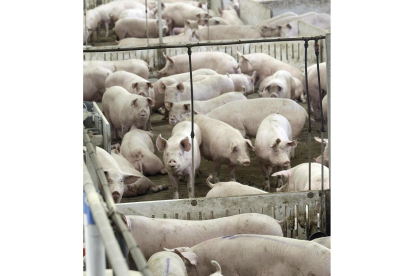 En la Comunidad hay 4.550 granjas de porcino, el 40% se ubican en Salamanca.-VALENTÍN GUISANDE