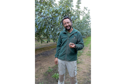 Miguel Ángel Gutiérrez muestra una de las nueces que produce Valnut.-MAR TORRES