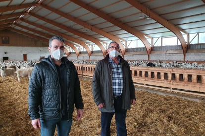 Eduardo y Demetrio Abad en una de las naves de la expotación de ovino que gestionan en la localidad burgalesa de Pardilla con más de 2.500 cabezas. / L. V.