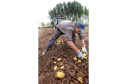 Cosecha de Patatas en Palencia Recogida de patatas en una finca cercana a Ventosa de Pisuerga (Palencia)