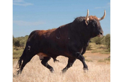 El Toro de la Vega de Tordesillas de este año 2017 de nombre Príncipe, protagonista del festejo.-EL MUNDO