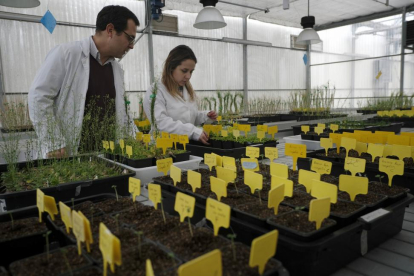 Luis Sanz Andreu y María Guadalupe Fernández en las instalaciones del Instituto Hispanoluso de Investigaciones Agrarias de Salamanca (Ciale). L-REPORTAJE GRÁFICO: ENRIQUE CARRASCA