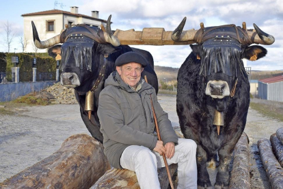 Antonio Martín Chicote, junto a una yunta de bueyes de la raza Serrana Negra, piezas claves de la cultura y la actividad carretera desarrollada durante siglos en la Península Ibérica.-ARGICOMUNICACIÓN