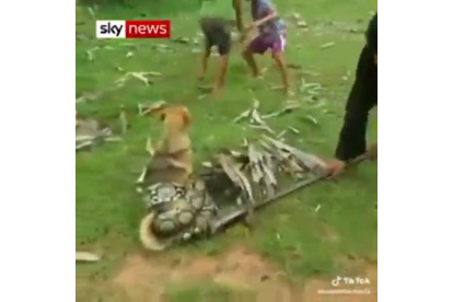 Unos niños liberan a un perro atrapado por una serpiente.-