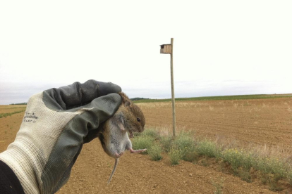 Un agricultor sostiene un topillo capturado en un campo de cultivo de la Comunidad de Castilla y León.-ALFONSO PAZ