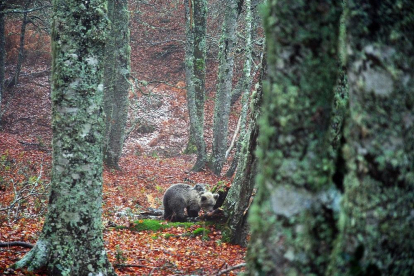 Liberada una cría de oso pardo que el pasado mes de mayo fue rescatada en el concejo de Santo Adriano (Asturias)-ICAL