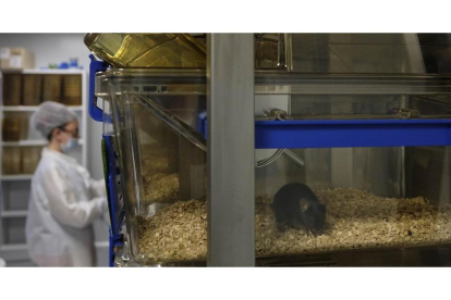 Una investigadora trabaja con los ratones en un laboratorio de la Universidad de Salamanca,-ENRIQUE CARRASCAL