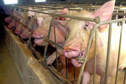 Imagen en la que pueden verse varios cerdos en una granja porcina de la Comunidad.-ICAL