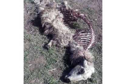 UCCL denuncia la muerte de una veintena de animales en ataques de lobo en la comarca de Pinares durante las últimas semanas-Ical