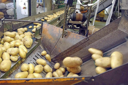 Cargamento de patatas en pleno proceso industrial en una empresa de la Comunidad.-E.M.