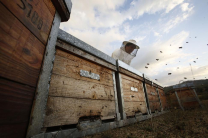 Francisco Javier Fernández, apicultor trashumante y responsable del sector de COAG, con sus colmenas.-ENRIQUE CARRASCAL