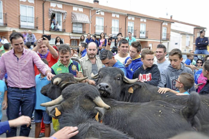 Vecinos y visitantes traspasan las talanqueras para acariciar a cuatro jóvenes búfalos que formaron parte del peculiar encierro.-R.G. Santiago