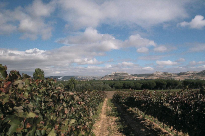 Imagen de archivo del viñedo de la DO Ribera               de Duero ubicado en el municipio de Peñafiel.-EL MUNDO