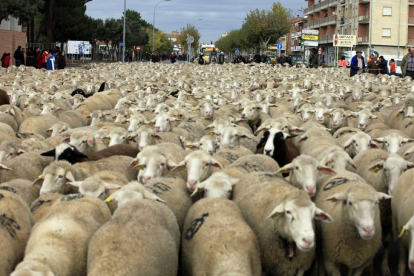 Arévalo acoge la Fiesta de la Mesta en la que 2.000 ovejas atraviesan la localidad desde el polígono industrial hacia la avenida Emilio Romero-Ical