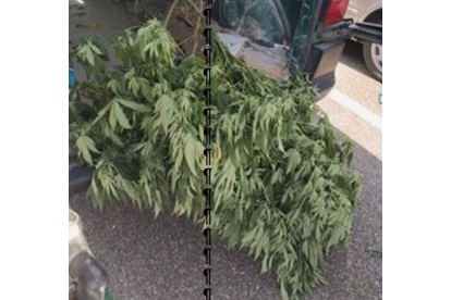 Plantas de marihuana robadas en Boecillo (Valladolid). - GUARDIA CIVIL