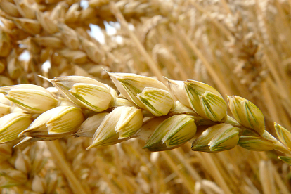 Una espiga de trigo en un campo de cereal. PQS / CCO