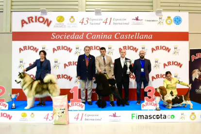 Perros ganadores de la categoría internacional de Fimascota - E.M.