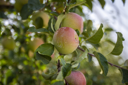 Nufri cuenta con 700 hectáreas de manzanos en producción en su finca de La Rasa.