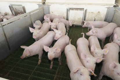 Granja de cerdos en la provincia. MARIO TEJEDOR