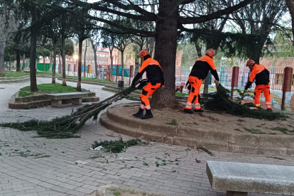 Recogida de ramas caídas en calles y plazas de Valladolid