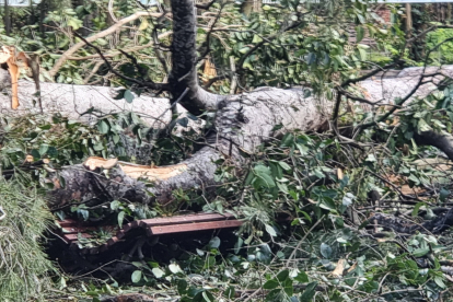 La caída de un árbol obliga a cerrar el parque de Campo Grande