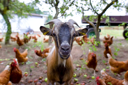 Una cabra junto a las galllinas en una explotación agroganadera