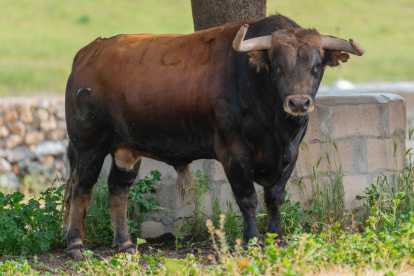 Uno de los toros de la ganadería Garcigrande que acudirá a la feria taurina de San Pedro Regalado