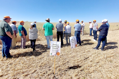 Un grupo de agricultores de la comarca de La Moraña visita los campos de ensayo de UPA en Ávila.