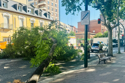 Árbol caído en la calle Chancillería de Valladolid