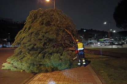 Bomberos de la Diputación retiran un árbol en La Cistérniga.