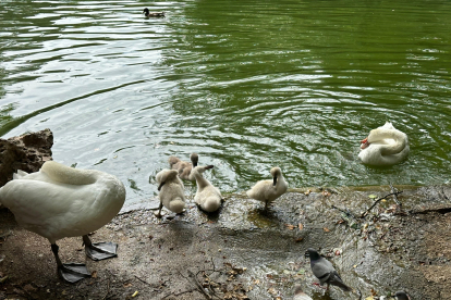 La familia de cisnes de Campo Grande antes de la tormenta