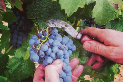 Vendimia en la Ruta del Vino Arlanza