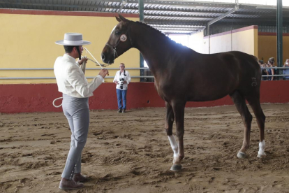 Concurso de cría y selección de la raza hispano-árabe de caballos en Valdestillas (Valladolid).