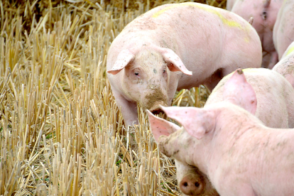 Cerdos de capa blanca hozan en un campo de cultivo recién cosechado