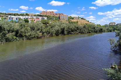 Algas en el Pisuerga