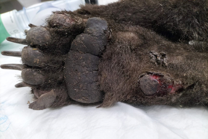 Osezno recuperado en Barniedo de la Reina (León) y trasladado al Centro de Recuperación de Animales de Valladolid para su rehabilitación.